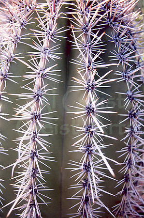 021901-01-0010 Saguaro Cactus (Carnegiea gigantea) Spines