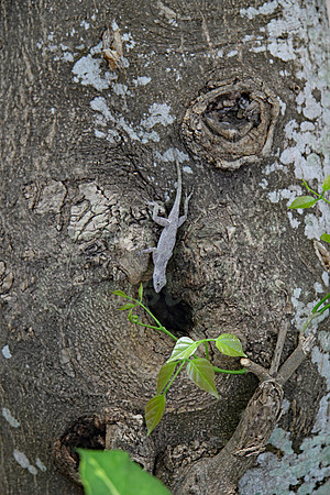 2012-04-06-0203 Gecko and Tree