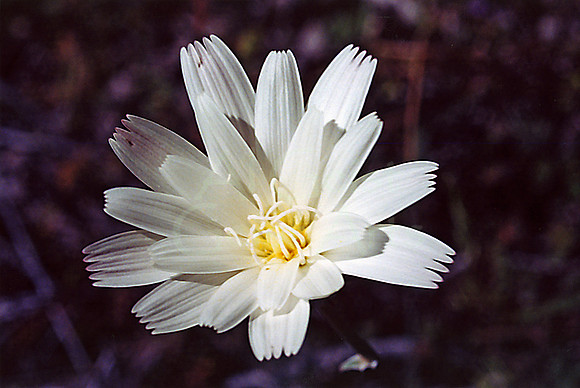 021901-01-0016 Desert Chickory (Rafinesquia neomexicana)