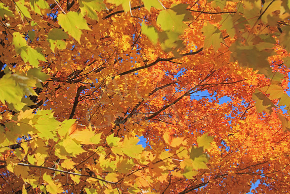 2014-10-21-0024 Forest Gold