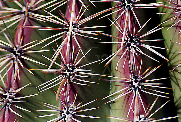 021901-01-0015 Saguaro Cactus Spines - Up Close and Personal