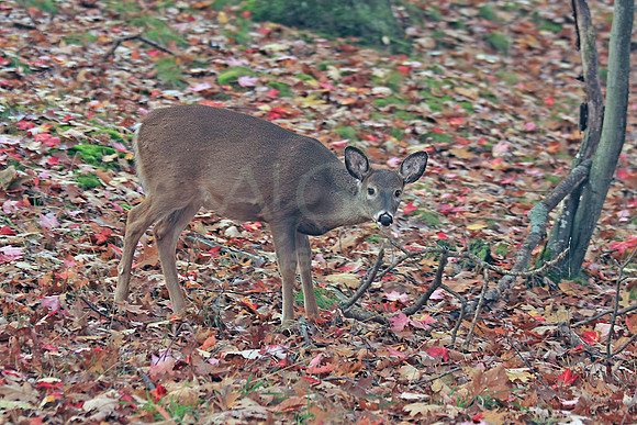 2011-11-05-0054 White Tail Deer #2