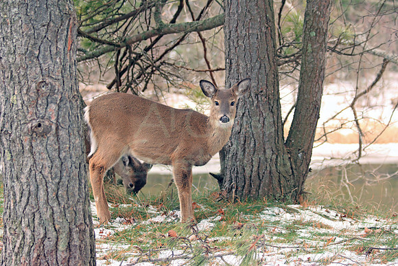 2012-01-04-0024 White Tail Deer #3