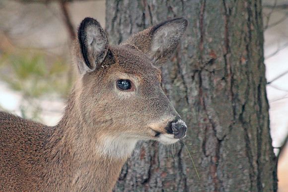 2012-01-04-0025 White Tail Deer #1