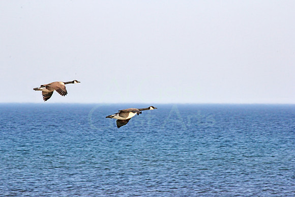 2012-03-14-0056 Canada Geese Land on Lake Michigan