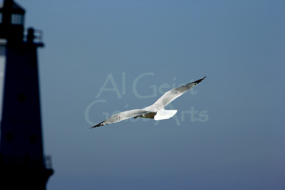 2012-03-18-0009 Seagull and Lighthouse