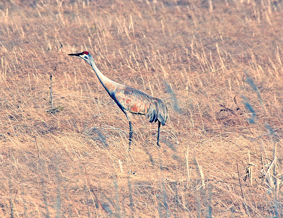 2012-03-21-0072 Sandhill Crane