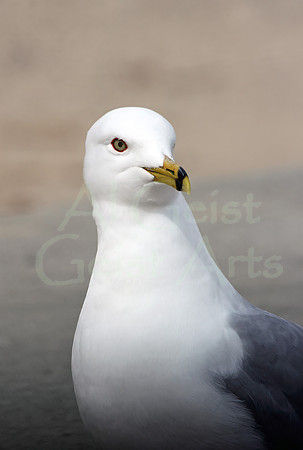 2012-03-31-0006 Inquisitive Seagull