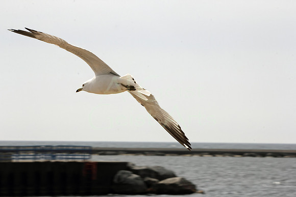 2012-04-13-0002 Sea Gull Floats along Breakwater