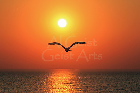 2012-05-19-0007 Seagull and Sunset