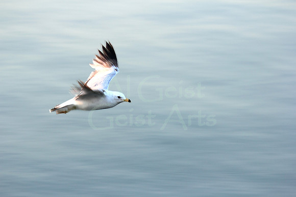 2012-05-19-0034 Seagull Speeding on Lake Michigan