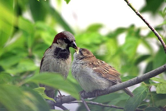 2012-06-02-0002 House Sparrow and Young