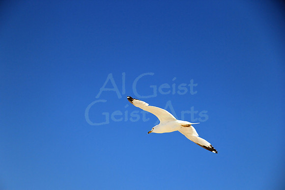 2012-06-10-0049 Soaring Gull #1