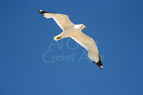 2012-06-17-0124 Soaring Gull #2