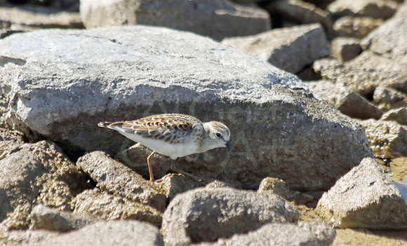 2012-08-20-0091 Sandpiper Searching for Food Among Lake Michigan Rocks