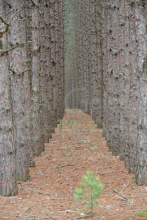 2010-07-08-0014 The Path Less Taken