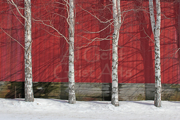 2012-02-26-0005 Red Barn and Birch