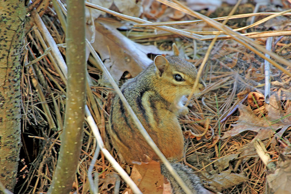 2012-05-13-0060 Common Chipmunk
