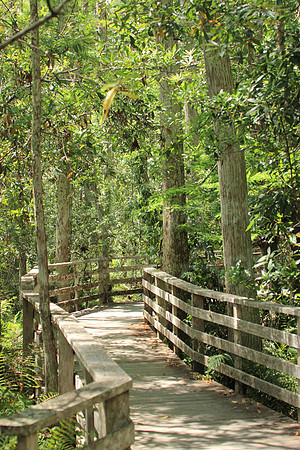 2012-04-09-0108 Corkscrew Swamp Sanctuary Boardwalk #1
