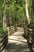 2012-04-09-0111 Corkscrew Swamp Sacturary Boardwalk #2