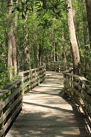 2012-04-09-0111 Corkscrew Swamp Sacturary Boardwalk #2