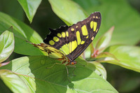 2012-04-07-0050 Malachite