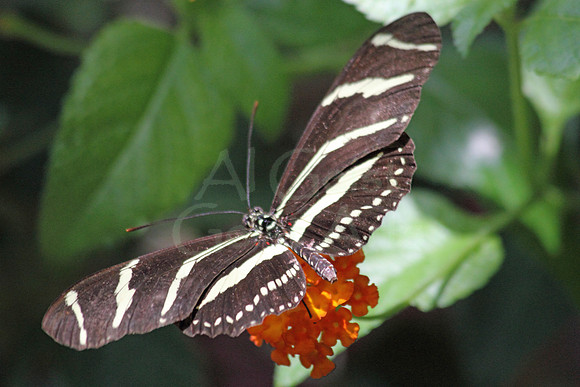 2012-04-07-0065 Zebra Longwing #2