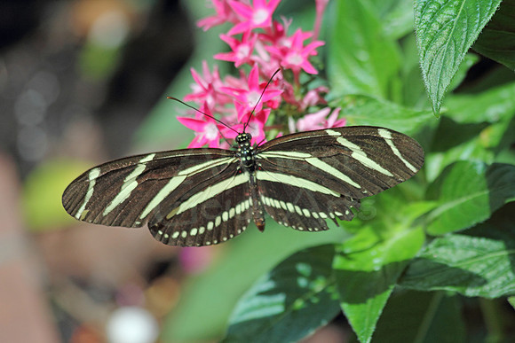 2012-04-07-0019 Zebra Longwing Butterfly