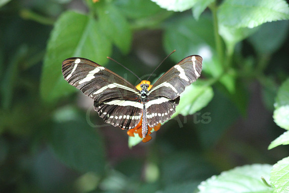 2012-04-07-0063-Zebra Longwing