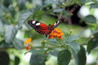 2012-04-07-0046 Longwing Butterfly (Heliconius)