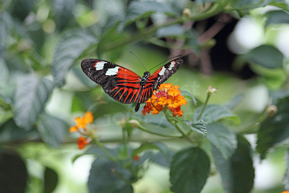2012-04-07-0046 Longwing Butterfly (Heliconius)