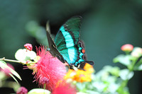 2012-04-07-0041 Blue Swallowtail