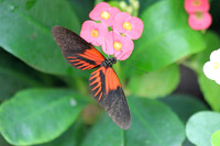 2012-04-07-0090 Heliconius Butterfly