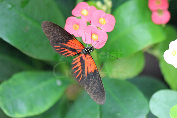 2012-04-07-0090 Heliconius Butterfly