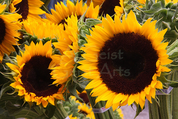2008-07-26-0009 Sunflowers
