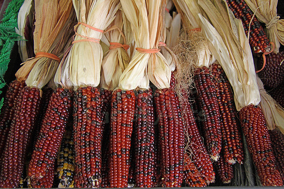 2008-09-27_0064 Indian Corn