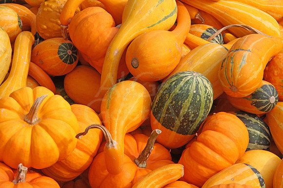 2008-09-27_0057 Ornamental Gourds