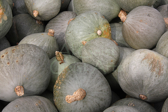 2008-09-27_0053 Green Pumpkins