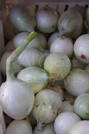 8-08-09_0020 White Onions