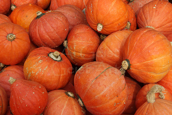 2008-09-27_0052 Pumpkins