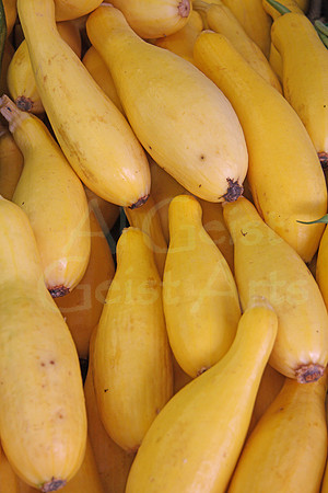 2008-09-27_0060 Summer Squash