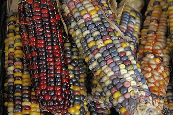 2008-09-27_0065 Calico Corn