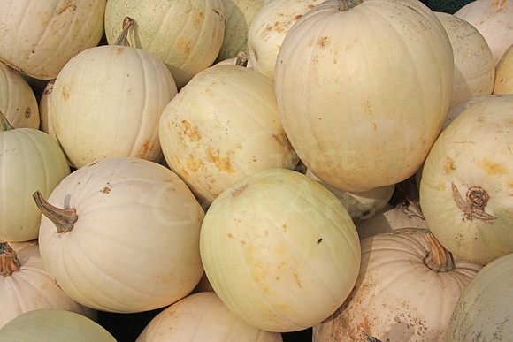 2008-09-27_0054 White Pumpkins