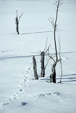 AK06-Snow Tracks in The Hoo Doos