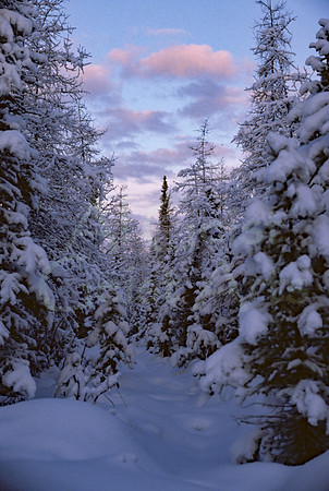 AK07-Winter Sunrise on Birch Hill