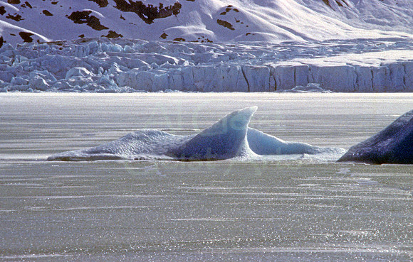 AK29-Portage Glacier Ice Shark