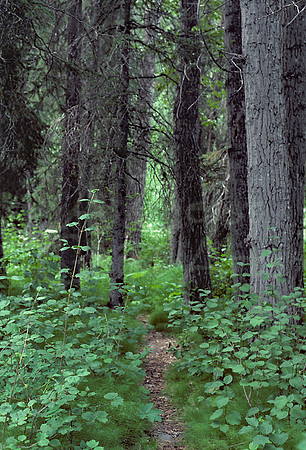 AK42-Forest Trail Valdez