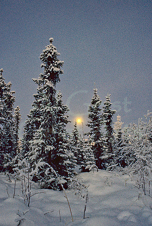 AK32-Winter Trail Birch Hill