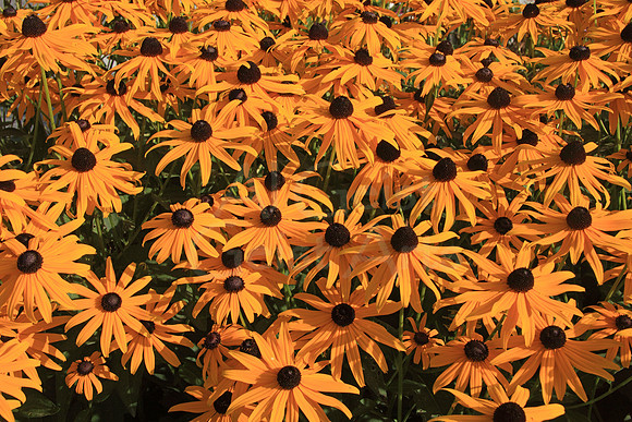 2009-08-20-0004 Black-eyed Susan (Rudbeckia hirta)