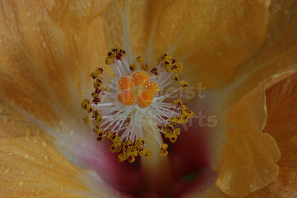 2008-10-13-0001 Hybiscus